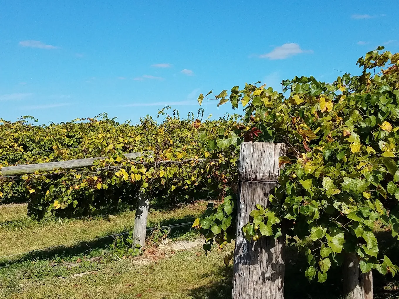 Hinnant Family Vineyards